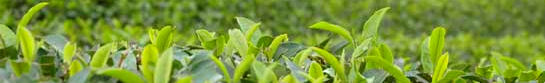 新茶葉